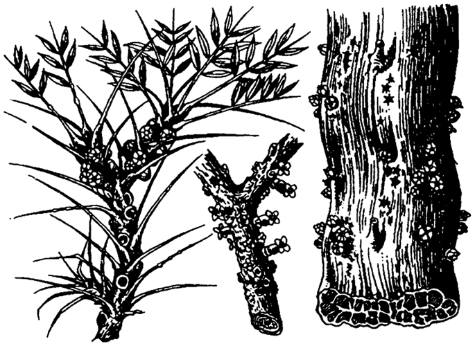 . 5.48.    Rafflesiaceae -    ( . , 1896):        ,      