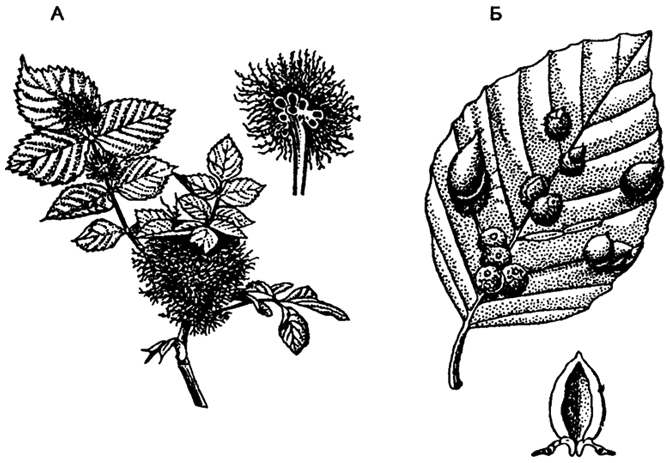 . 5.51.    ( . , 1962)  -  (Rosa conina);  -  (Fagus sytuatica)