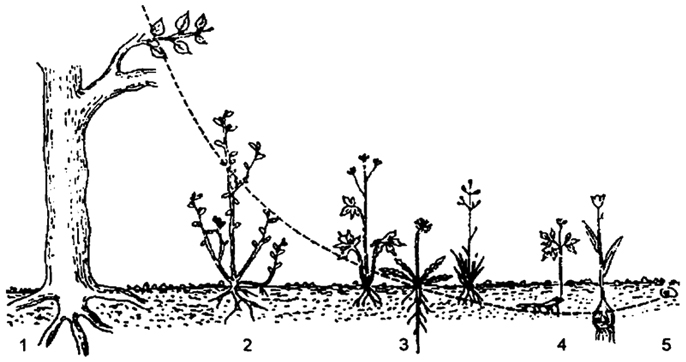 . 8.2.    ( . , 1934): 1 -  (); 2 -  (); 3 -  (, , ); 4 -  (, ); 5 -  ( )     