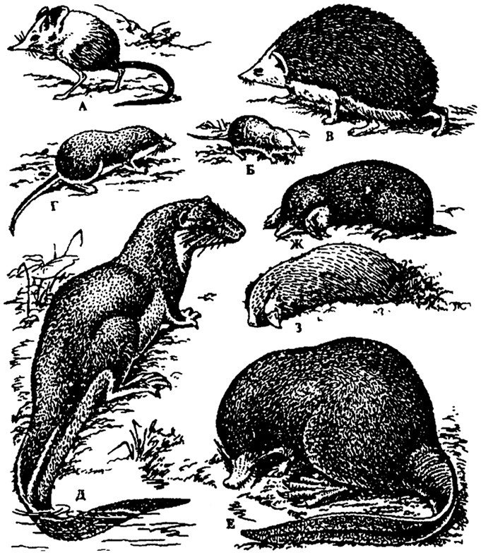. 8.6.        ( .. , 1957)  :  -  (Macroscelides);  -  (Sorex);  -  (Hemiechinus);  :  -  (Neomys);  -   (Petamogale); E -  (Desmana). -   -  (Talpa); 3 -  (Chrisochloris)