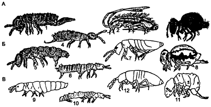 . 8.8.    (no W. Dunger, 1974):  - : Podura aguatica (1)    ; Entomolrya muscorum (2), Bourletiella hortensis (3), Istoma viridis (4)       .  - : Hypogastura viatica (5), Folsomia guadriculata (6), Lepidocyrtus lanuginosus (7),Sminthurinus elegans (8)     .  - : Willemia anophthaema (9), Isotomodes productus (10), Neelus minimus (11)   ; Cyphoderus albinus (12)   