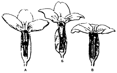 . 9.8.      (Primula vulgaris),  . , 1970