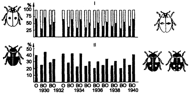 . 9.9.      ()  Adalia bipunctata: I -         ()   () ; II -     ( )        (%) ( .. -  .. , 1965)
