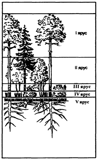 . 11.4.   : I -   (, , , , ); II -   (, ); III -  (, , ); IV -    (, , , -, ,   .); V -    ( ..   ., 1987)