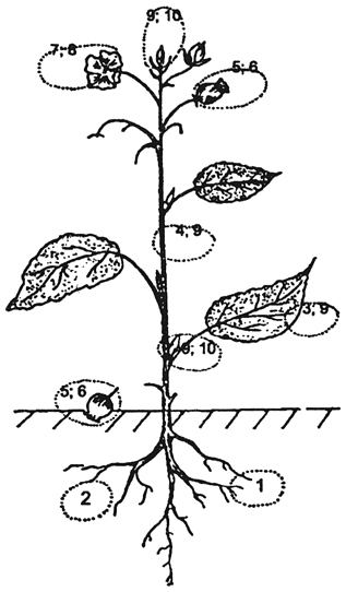 . 11.11.   ,   : 1 - ; 2 -   ; 3 - ; 4 - , 5 - ;  - ; 7 - ; 8 - ; 9 - ; 10   ( .. , 1975)