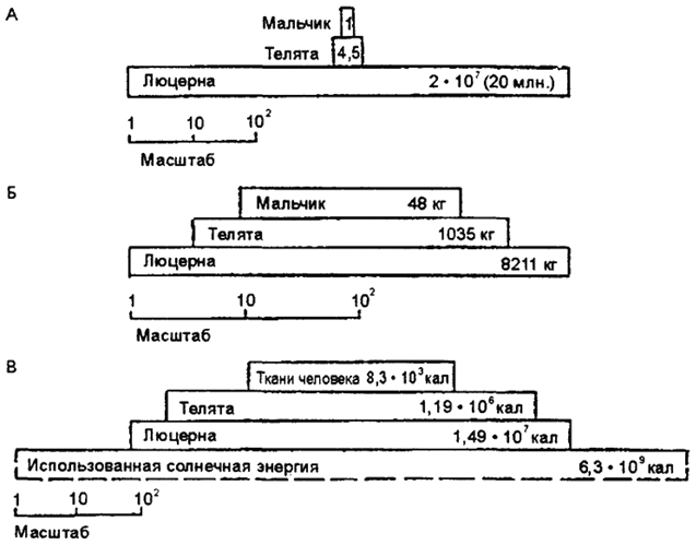 . 12.31.  :  -  -  ( . , 1959):  -  ;  -  ;  -  