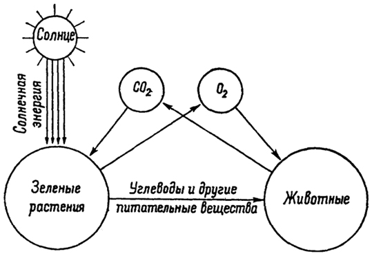 . 16.1.        (Balogh, 1958).
