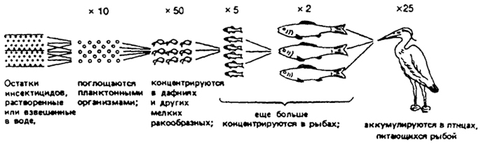 . 18.23.      ( Eichler, 1969)