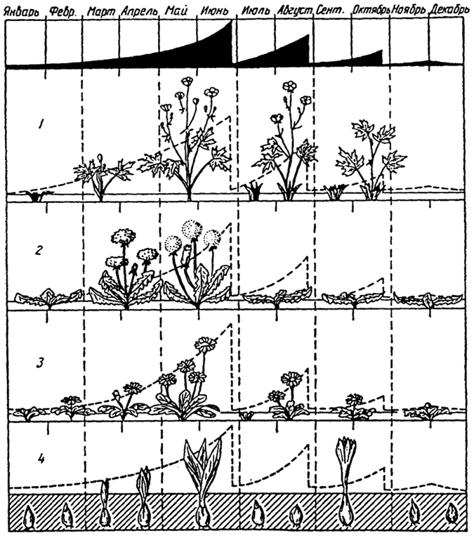 . 18.29.        (Stengel, Tischler, 1965): 1 - Ranunculus acer; 2 - Taraxacum officinale; 3 - Bellis perennis; 4 - Colchicum autumnale