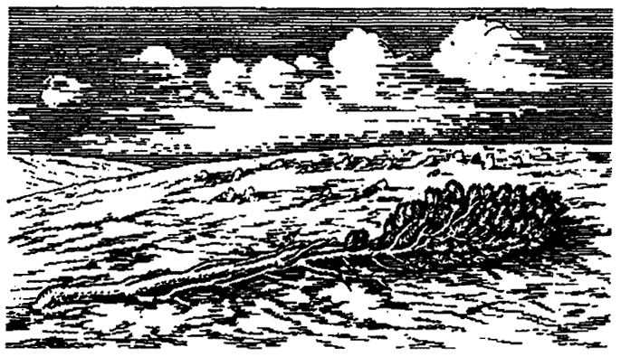 . 4.9.   - Pinus pumila ( .. , 1950)