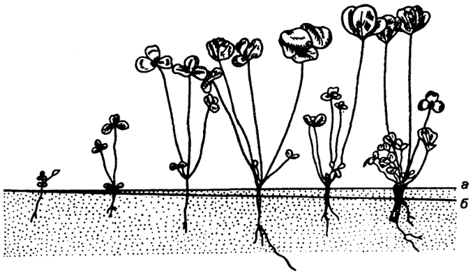 . 4.10.  (  )     (Trifolium pratense),  . :  -  ;  -  